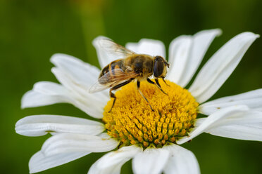 Albanien, Valbona-Nationalpark, Schwebfliege, Syrphus sp., auf Blüte - SIEF08078