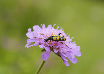 Albanien, Theth-Nationalpark, Gefleckter Langhornvogel, Rutpela maculata, auf Blüte - SIEF08090