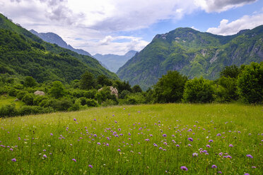 Albanien, Bezirk Shkoder, Albanische Alpen, Nationalpark Theth, Blumenwiese - SIEF08091