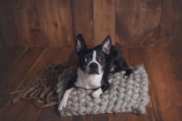 Hohe Winkel Porträt von Hund sitzt auf Teppich zu Hause - CAVF52354