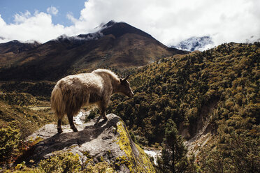 Yak stehend auf dem Berg gegen den bewölkten Himmel im Sagarmatha-Nationalpark an einem sonnigen Tag - CAVF52374