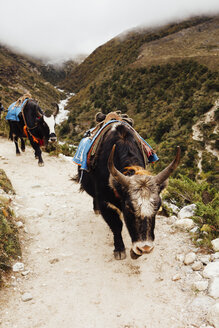 Yaks walking on mountain against cloudy sky at Sagarmatha National Park - CAVF52375