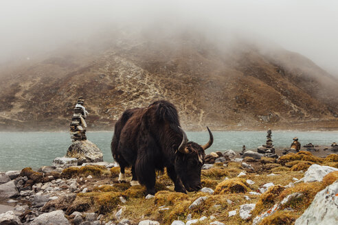 Yak am Flussufer stehend bei nebligem Wetter - CAVF52383