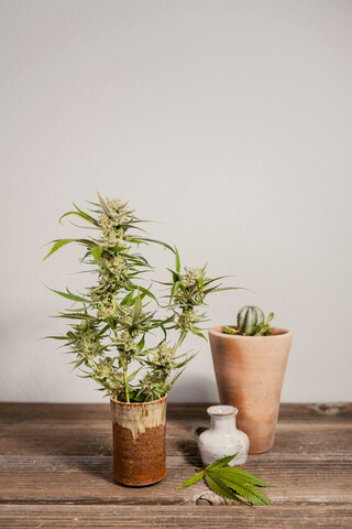 Nahaufnahme einer frischen Cannabispflanze auf einem Holztisch an der Wand, lizenzfreies Stockfoto