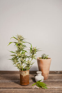 Nahaufnahme einer frischen Cannabispflanze auf einem Holztisch an der Wand - CAVF52426
