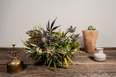 Nahaufnahme einer getopften Cannabispflanze auf einem Holztisch an der Wand - CAVF52428