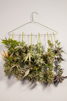Nahaufnahme von Marihuana, das auf einem Kleiderbügel an der Wand hängt - CAVF52430