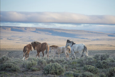 Wild horses standing amidst plants on field - CAVF52560