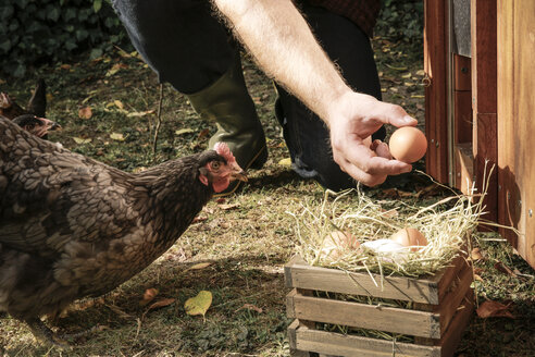 Huhn aus Freilandhaltung, Hand hält Hühnerei - REAF00427