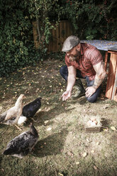 Mann in seinem eigenen Garten, Mann füttert freilaufende Hühner - REAF00433