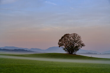 Deutschland, Pfaffenwinkel, Blick auf Landschaft mit einzelnem Baum im Morgennebel - LBF02154