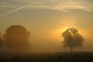 Germany, Pfaffenwinkel, view of landscape with two trees at sunrise - LBF02157