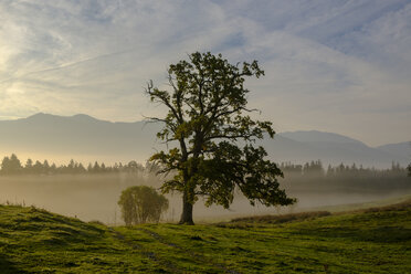 Germany, Nantesbuch, oak tree at morning mist - LBF02161