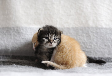 Nahaufnahme von Kätzchen auf einer Decke zu Hause - CAVF52617