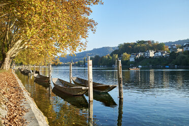 Schweiz, Kanton Schaffhausen, Schaffhausen, Rhein und traditionelle Weidlinge im Herbst - ELF01932