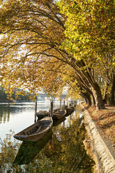 Schweiz, Kanton Schaffhausen, Schaffhausen, Rhein und traditionelle Weidlinge im Herbst - ELF01933