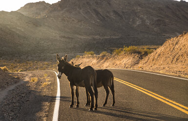 USA, Kalifornien, Death Valley, Esel auf einer Straße - FCF01525