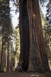 USA, Kalifornien, Sequoia National Park, Mammutbaum und springender Mann - FCF01529