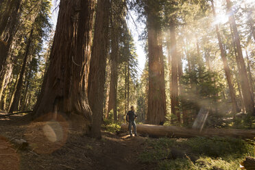USA, Kalifornien, Sequoia National Park, Mammutbaum und Mensch, Sonnenlicht - FCF01530