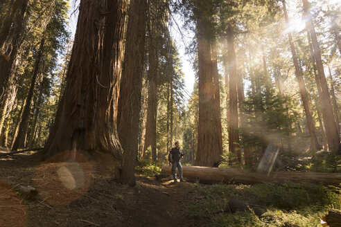USA, California, Sequoia National Park, Sequoia tree and man, sun light - FCF01530