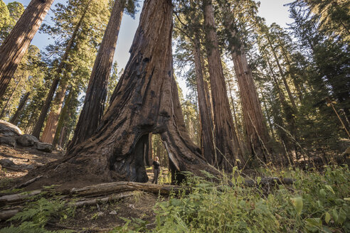 USA, Kalifornien, Sequoia National Park, Mammutbaum und Frau und Passage - FCF01531
