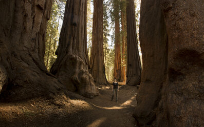 USA, California, Sequoia National Park, Sequoia tree and woman, sun light - FCF01533