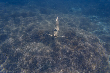 High angle view of woman in bikini snorkeling undersea - CAVF52805