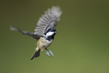 Schottland, Tannenmeise, Periparus ater, fliegend - MJOF01604