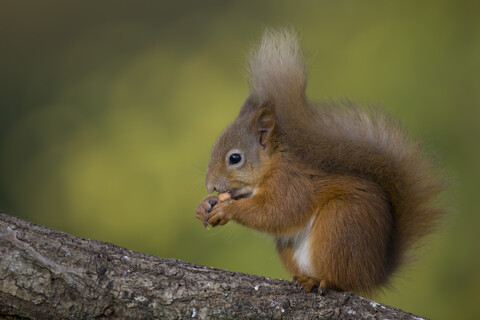 Europäisches Rotes Eichhörnchen, Sciurus vulgaris, lizenzfreies Stockfoto