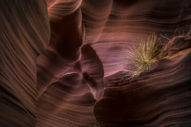 USA, Arizona, Page, Rattlesnake Canyon - FCF01561