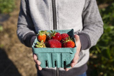 Midsection of boy holding harvested strawberries in container at farm - CAVF52894