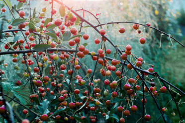 Fresh wet cherries growing on branches - CAVF52903