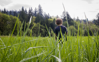 Rückansicht eines Jungen inmitten eines grasbewachsenen Feldes - CAVF52904