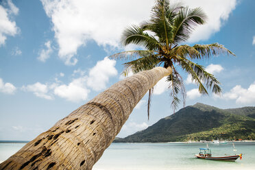 Palm tree growing by sea against cloudy sky - CAVF52940