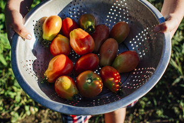 Ausgeschnittenes Bild eines Mädchens, das Tomaten in einem Sieb hält, während es im Gemüsegarten steht - CAVF53026