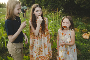 Geschwister essen Tomaten, während sie auf einem Feld auf dem Bauernhof stehen - CAVF53033