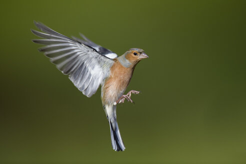 Männlicher Buchfink, Fringilla coelebs, fliegend - MJOF01606