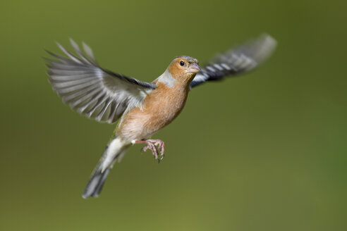 Male Chaffinch, Fringilla coelebs, flying - MJOF01607