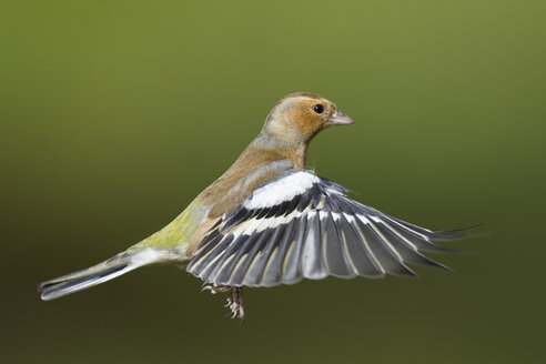 Männlicher Buchfink, Fringilla coelebs, fliegend - MJOF01608