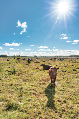 Deutschland, Niedersachsen, Steinhude, Kühe auf Wiese gegen die Sonne, lizenzfreies Stockfoto