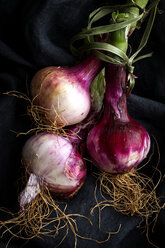 Close-up of fresh onions on black textile - CAVF53072