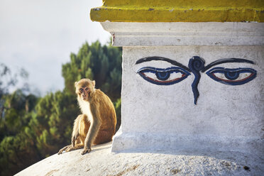 Porträt eines Affen auf einem Tempel sitzend gegen den Himmel - CAVF53167