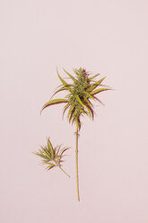 Cannabisblatt auf rosa Hintergrund, Kopierraum - MAUF01736