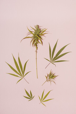 Cannabisblatt auf rosa Hintergrund, Kopierraum, lizenzfreies Stockfoto