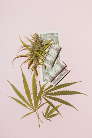 Cannabisblatt auf rosa Hintergrund. Konzept für illegalen Drogenmarkt, lizenzfreies Stockfoto