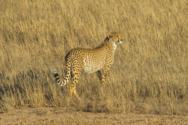 Südafrika, Kalahari Transfrontier Park, Gepard, Acinonyx jubatus - RUNF00145