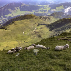 Austria, Tyrol, Fieberbrunn sheep in mountainscape - PSIF00149