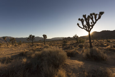 USA, California, Joshua Tree National Park at sunset - FCF01608