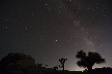 USA, California, Joshua Tree National Park, starry sky - FCF01609