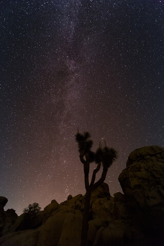 USA, Kalifornien, Joshua Tree National Park, Sternenhimmel, lizenzfreies Stockfoto